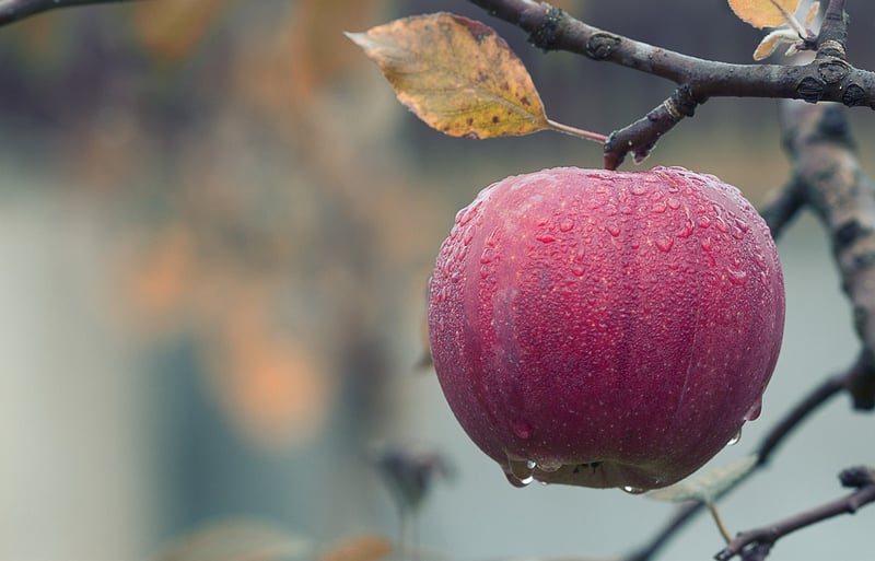 Fruit-Bearing Trees