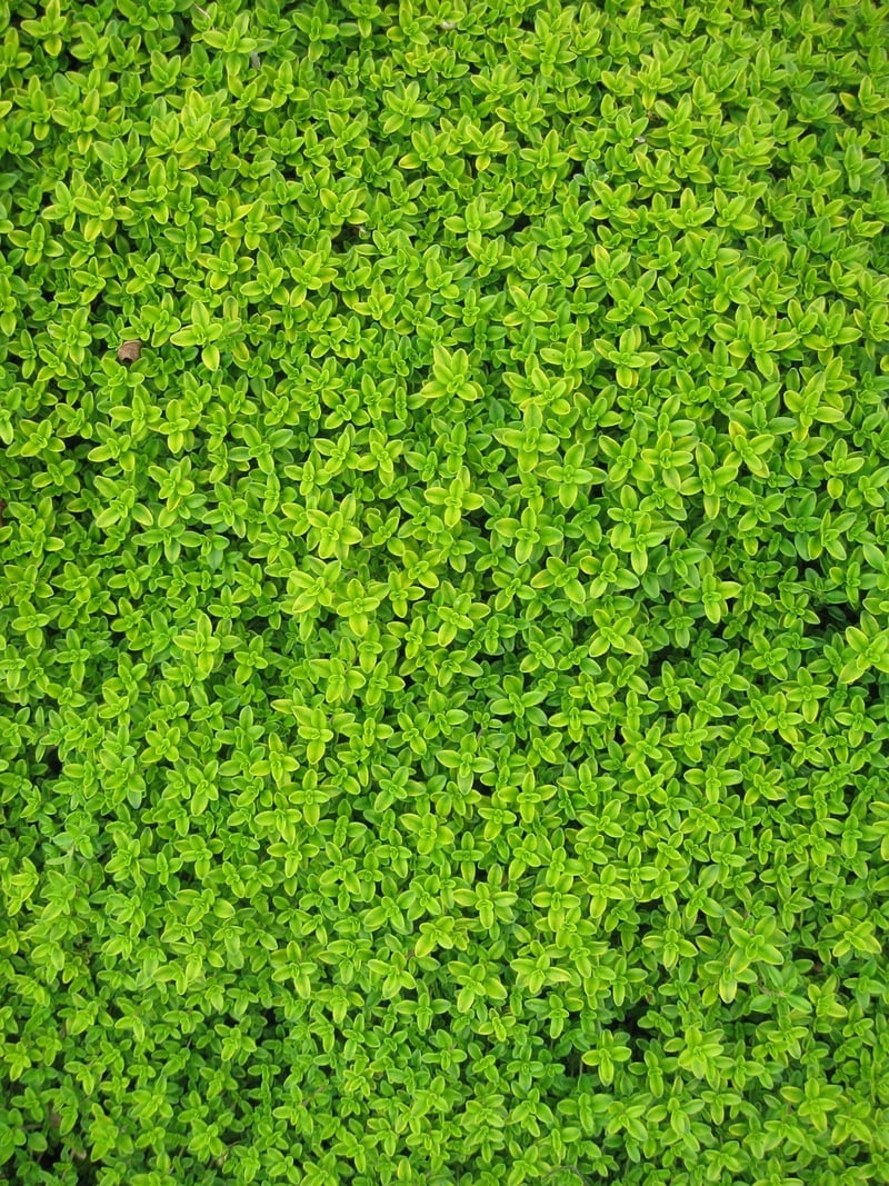 Botanical Gallery Wall