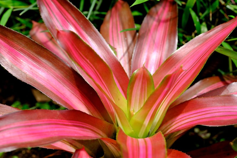 Exotic Plants