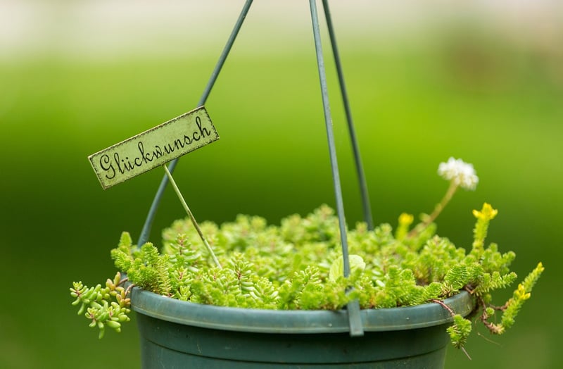 Hanging Plant Shelf