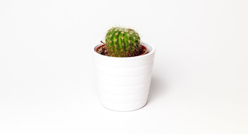 Colorful indoor plants