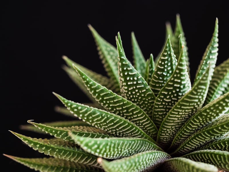 Succulents and Cacti