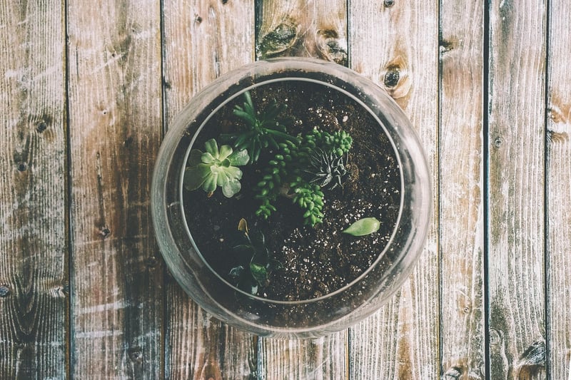 Terrarium Display